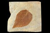 Fossil Leaf (Beringiaphyllum) - Montana #93672-1